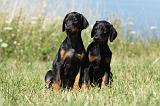 DOBERMANN 1069